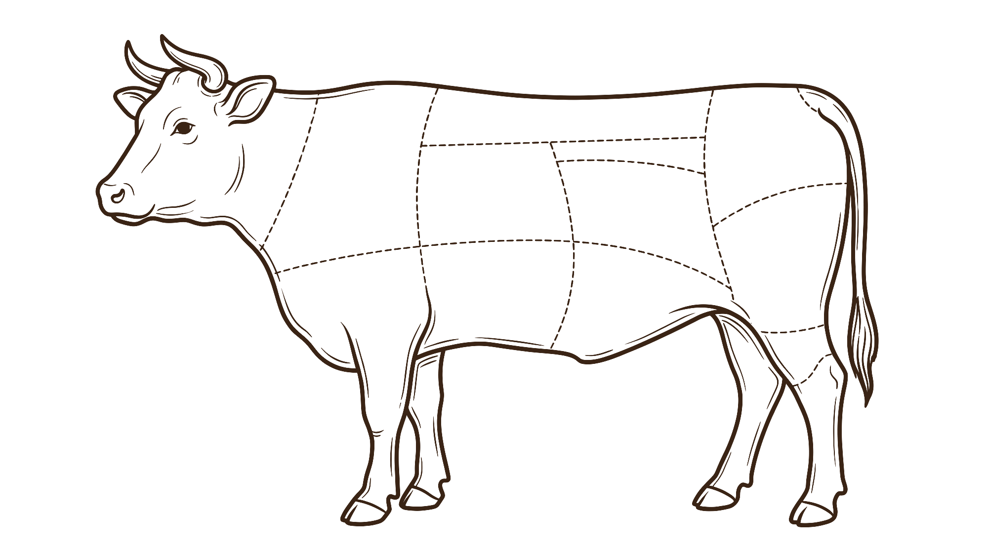 Ilustração do boi com a divisão dos cortes